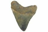 Fossil Megalodon Tooth - Colorful, Glossy Enamel #180982-2